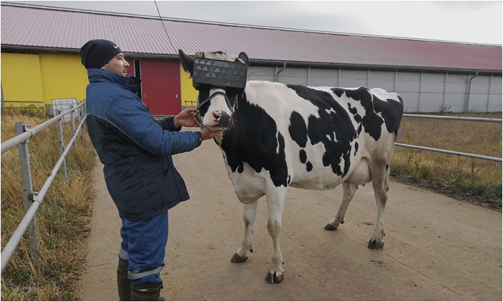 Cows Are Being Fitted With VR Goggles to Increase Milk Production? Cows Are Being Fitted With VR Goggles to Increase Milk Production?