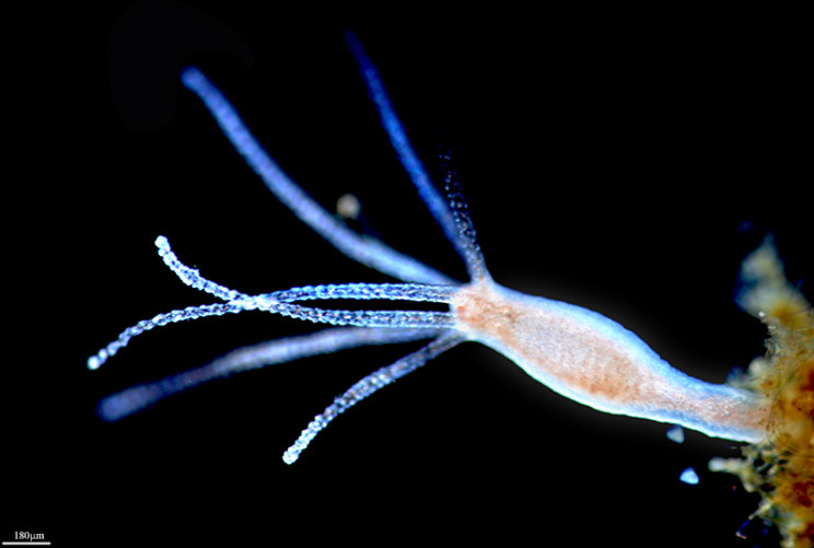 'Immortal' Freshwater Hydra's Cells Mapped for the First Time in New Study