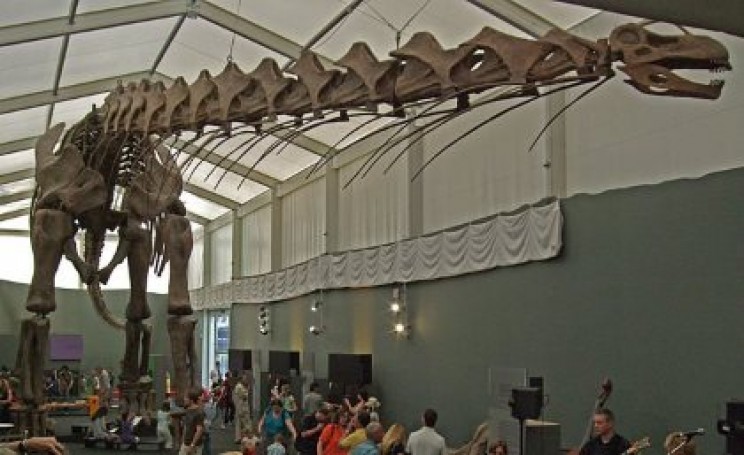 Largest dinosaur Largest dinosaur
