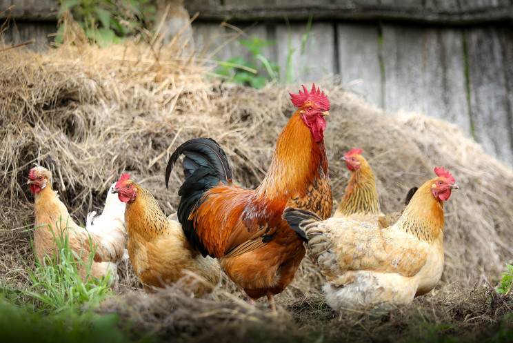 The Unbelievable Secrets of Sex-Changing Animals
