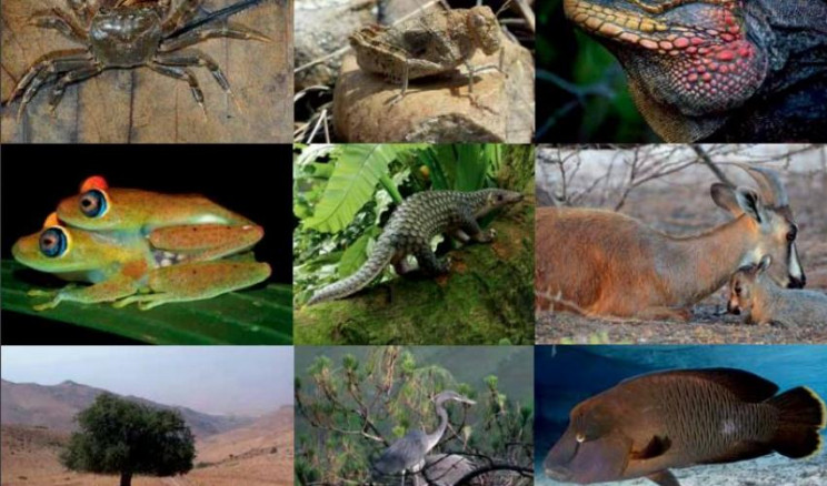 species lifespans species