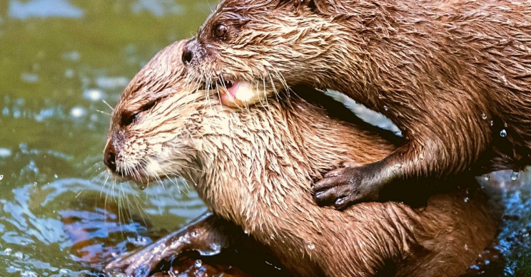 Tar Sand Pollution Linked to Limp Dicks in Otters, Says Study