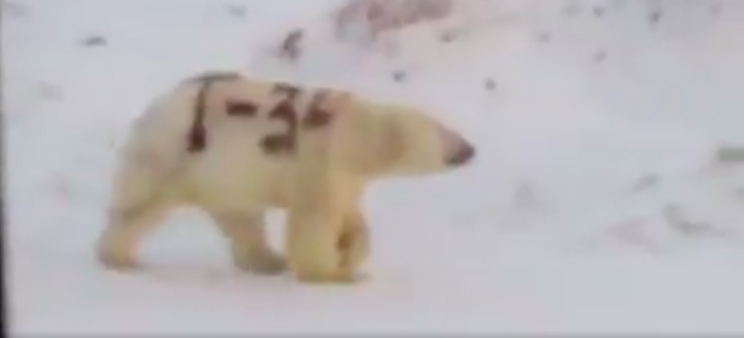 Russian Polar Bear Was Spray-Painted, Now Experts Fear It May Not be Able to Hunt