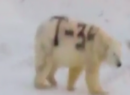 Russian Polar Bear Was Spray-Painted, Now Experts Fear It May Not be Able to Hunt