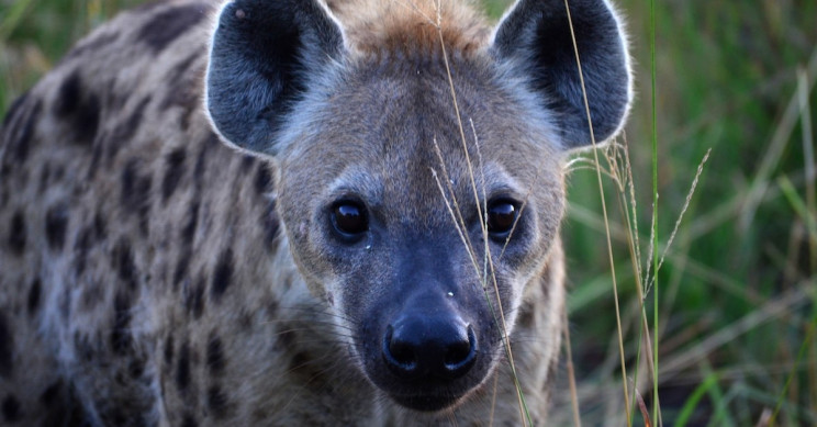 Tourists on Safari Can Help Survey Wildlife through Their Photos
