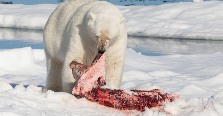 Polar Bears Forced Into Cannibalism Due to Climate Change and Fossil Fuels