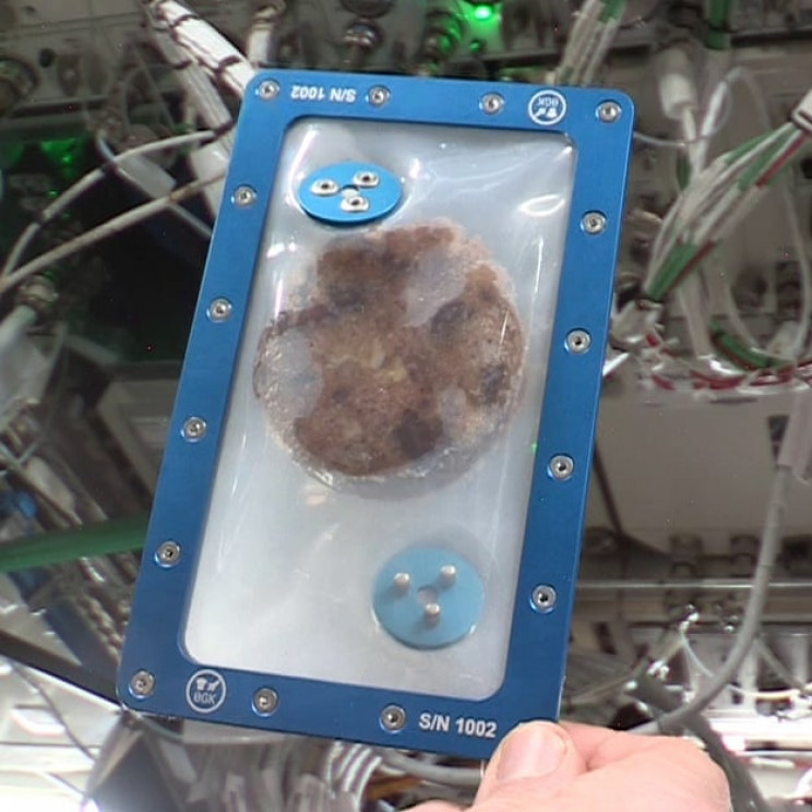 Astronauts Baked Cookies in Space and Were Surprised at How Long It Took Astronauts Baked Cookies in Space and Were Surprised at How Long It Took