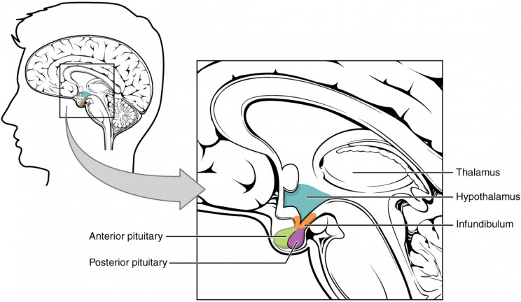 While You're Sound Asleep, Your Brain Removes 'Unnecessary' Memories