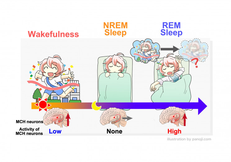 While You're Sound Asleep, Your Brain Removes 'Unnecessary' Memories
