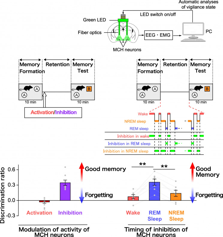While You're Sound Asleep, Your Brain Removes 'Unnecessary' Memories