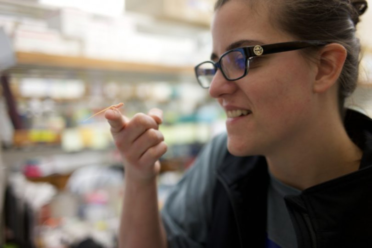 Scientists Create the World's First Gene-Edited Albino Lizards Using CRISPR Scientists Create the World's First Gene-Edited Albino Lizards Using CRISPR
