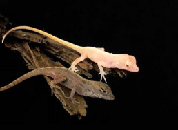 Scientists Create the World's First Gene-Edited Albino Lizards Using CRISPR