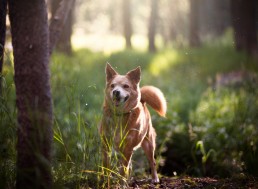 Learn Everything There Is to Know About Your Dog with This Simple DNA Test