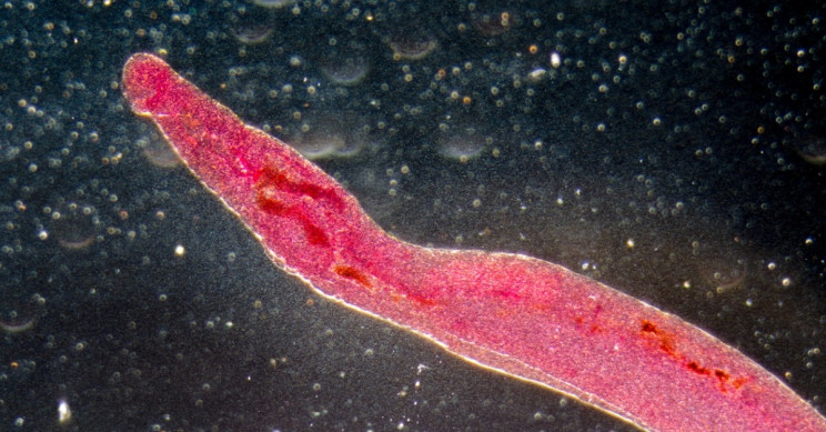 Drones, Satellites, Google Earth Help Researchers Predict Where Tropical Disease May Break Out