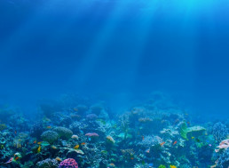 Marine Bacteria Known as Rhodopsins More Abundant in Ocean than Previously Thought