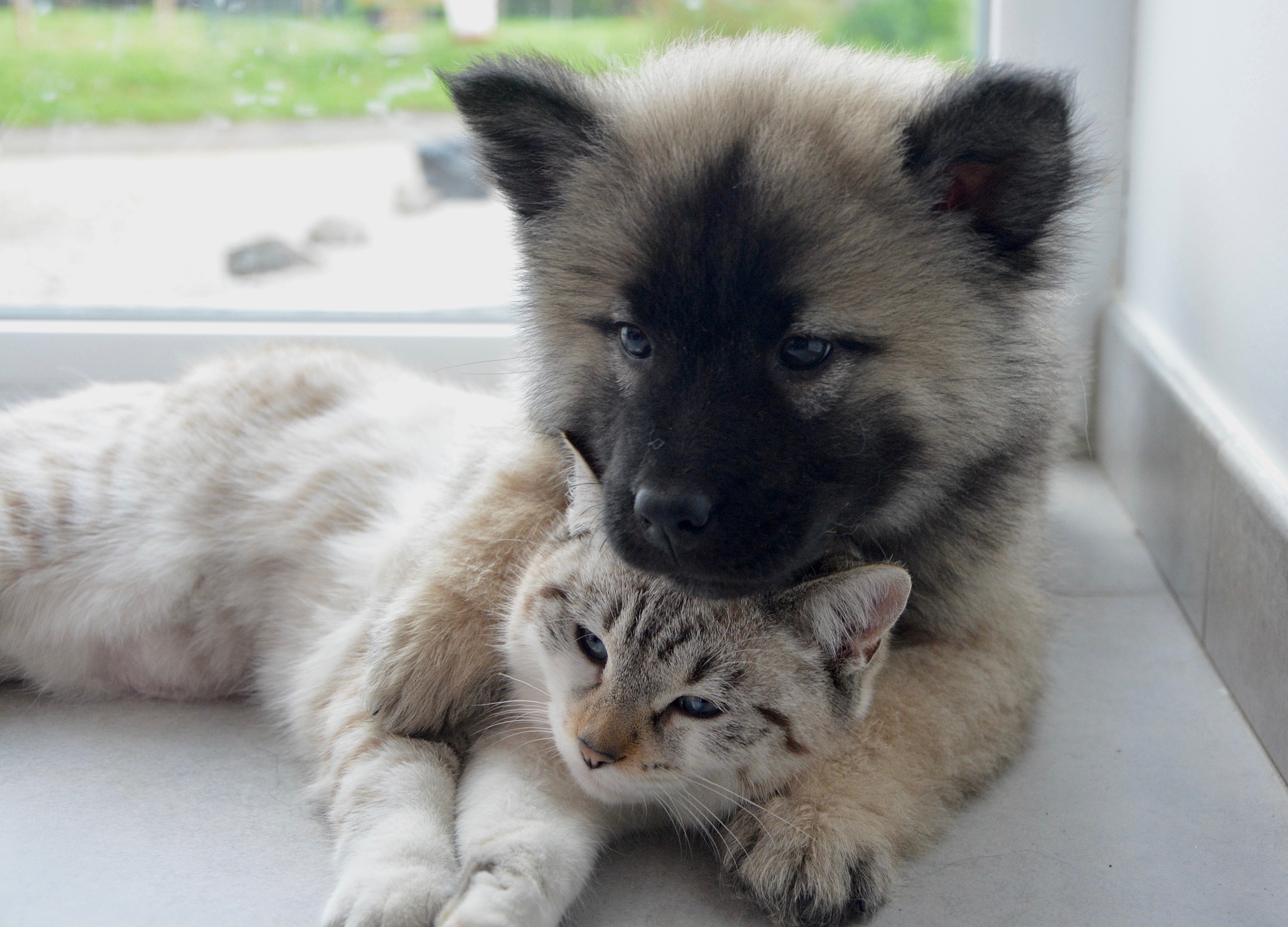 Dog and cat Dog and cat