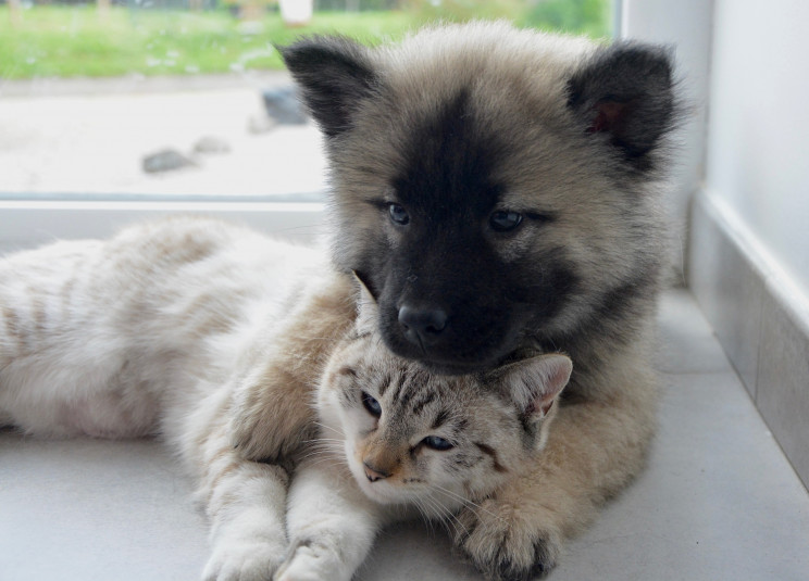 Dog and cat Dog and cat