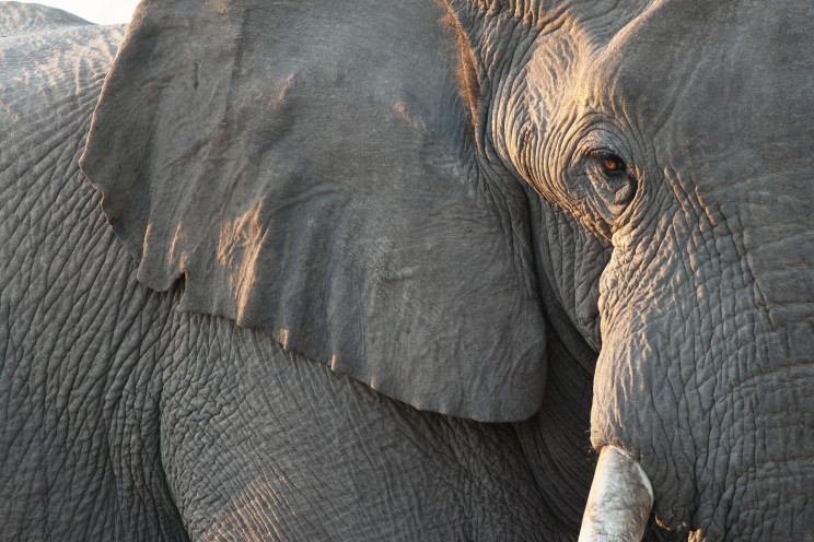 DNA detectives blow open the global ivory trade with incredible discovery