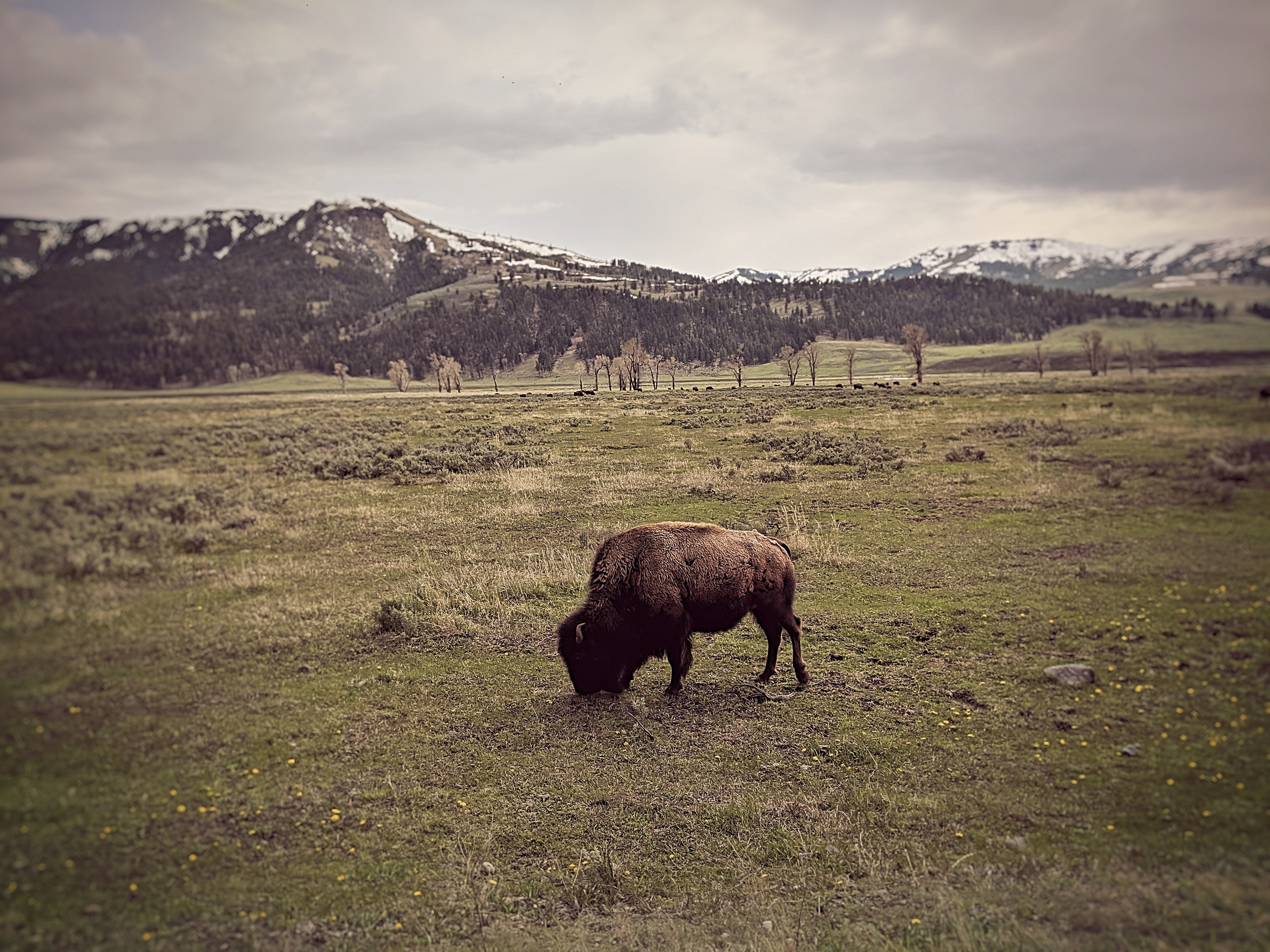 A brown bison grazes on grass with dark, snowy mountains in the background.