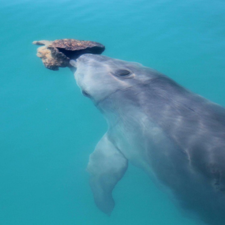 Dolphins Create Friendships Based on Social Similarities, Much like Humans