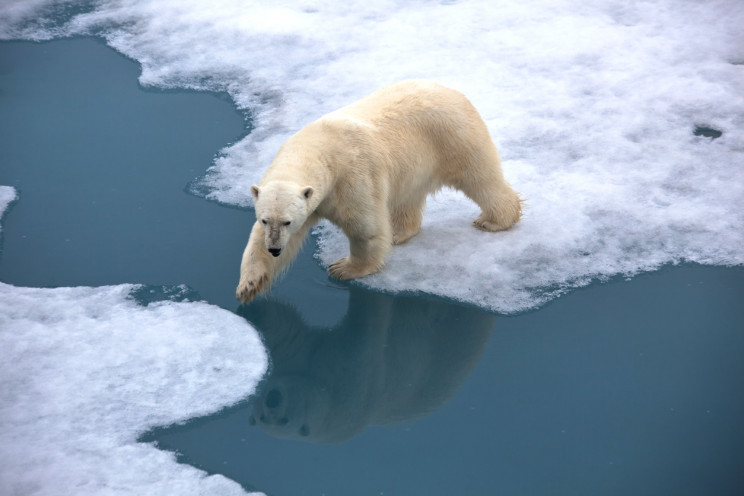 Polar Bears Could Be Extinct by 2100 Due to Climate Crisis Polar Bears Could Be Extinct by 2100 Due to Climate Crisis