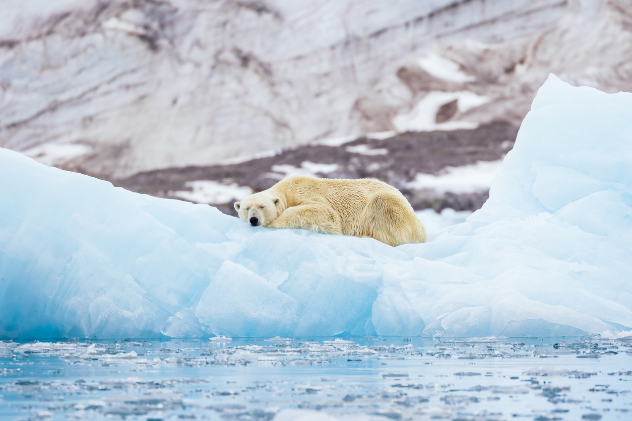 Polar Bears Could Be Extinct by 2100 Due to Climate Crisis Polar Bears Could Be Extinct by 2100 Due to Climate Crisis