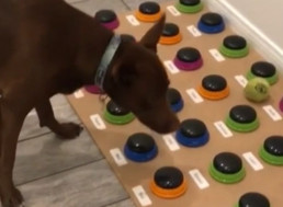 This Dog Can Actually Communicate with You, Unlike Your Teenager