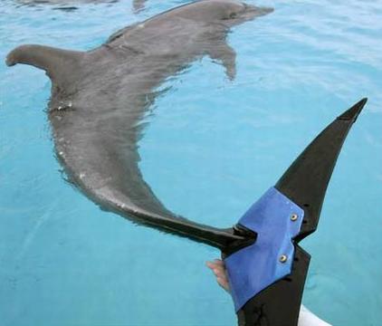 animal prosthetics dolphin