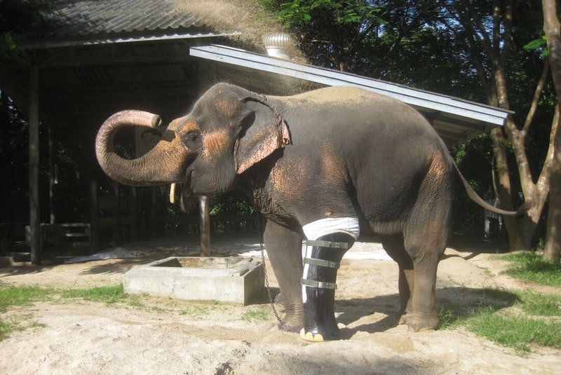 animal prosthetics elephant