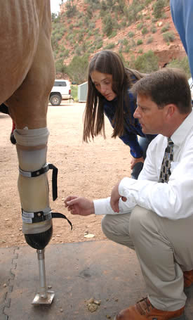 animal prosthetics horse
