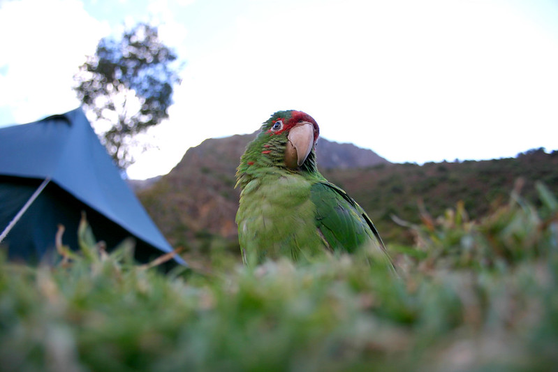 animal prosthetics parakeet