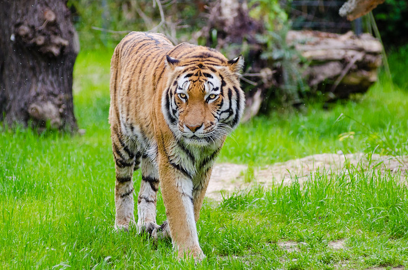 animal prosthetics tiger