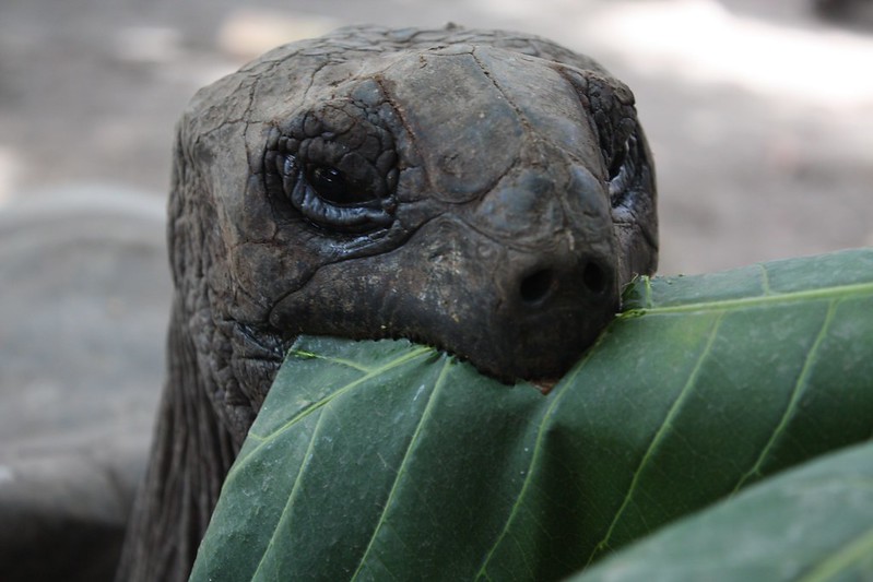 animal prosthetics tortoise