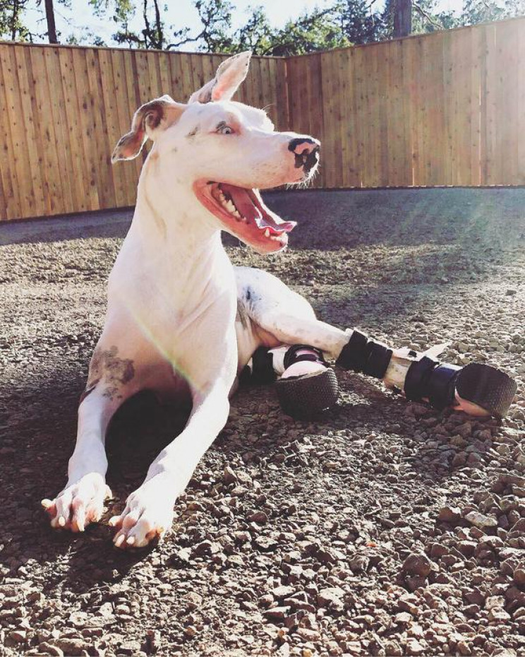 animal prosthetics campana