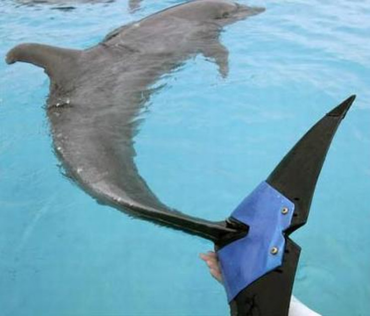 animal prosthetics dolphin