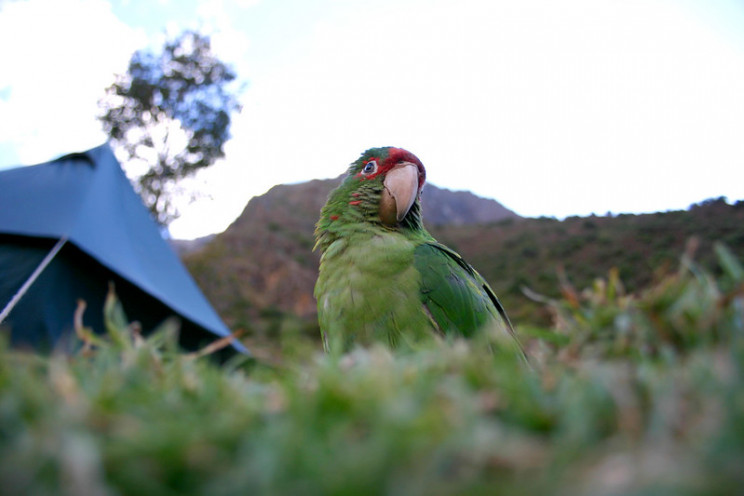 animal prosthetics parakeet