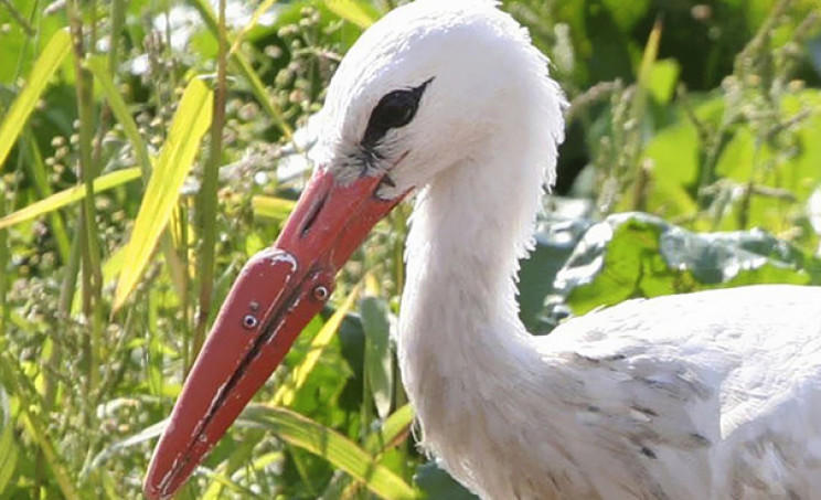 animal prosthetics stork