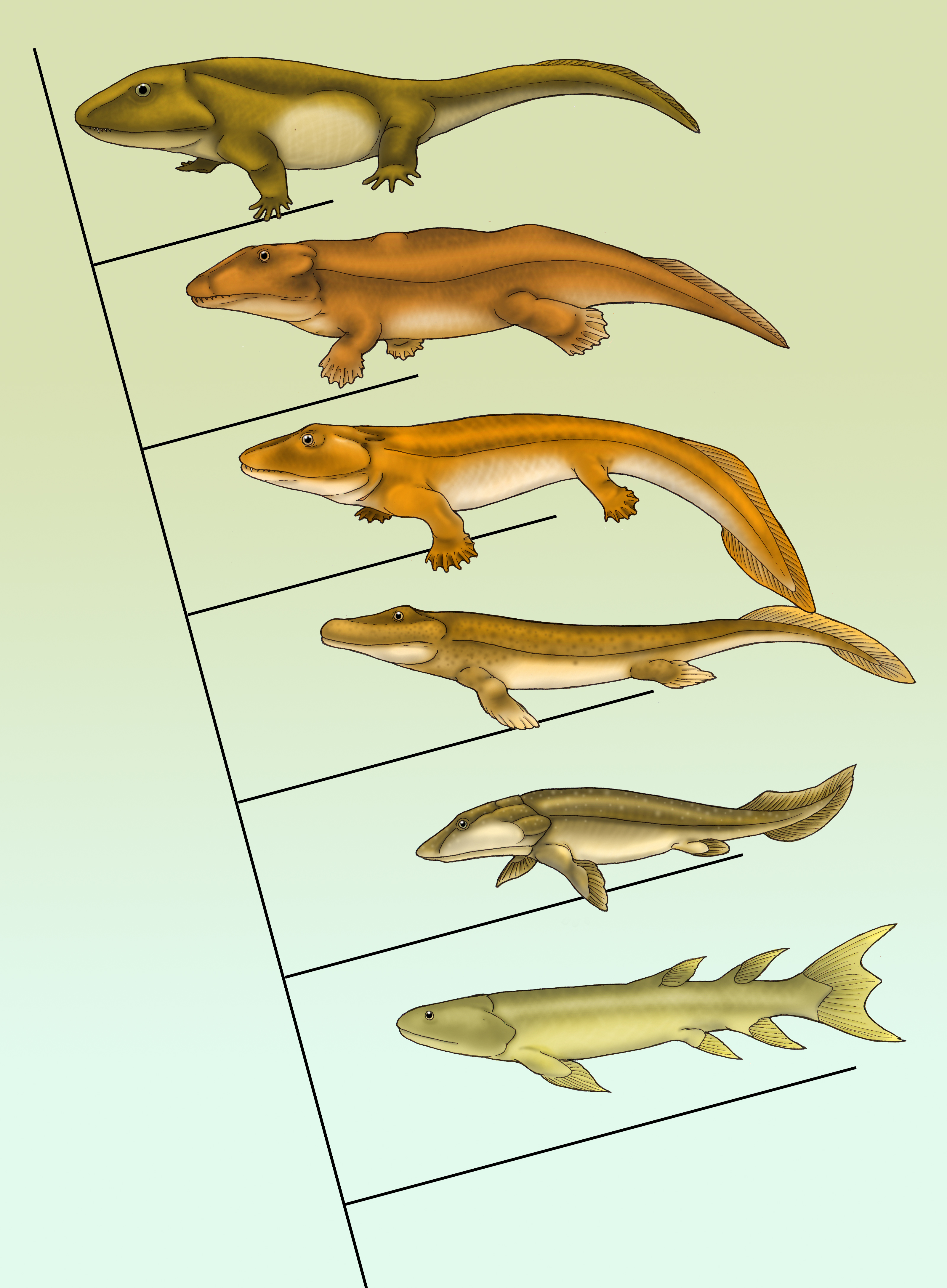 Evolution Evolution