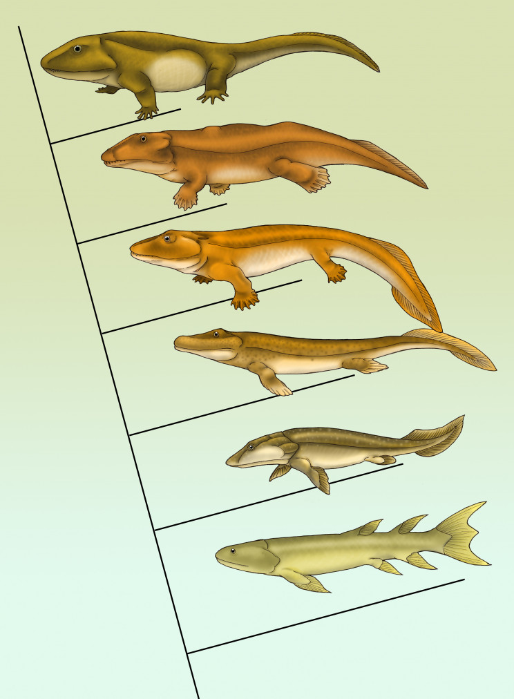 Evolution Evolution