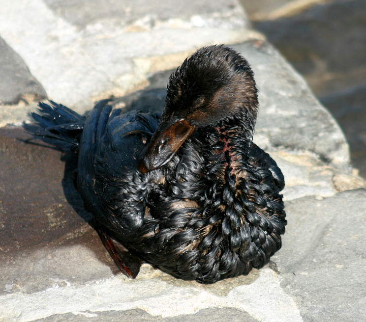 SS Wafra oiled birds