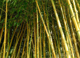 Bamboo as a Replacement to Steel