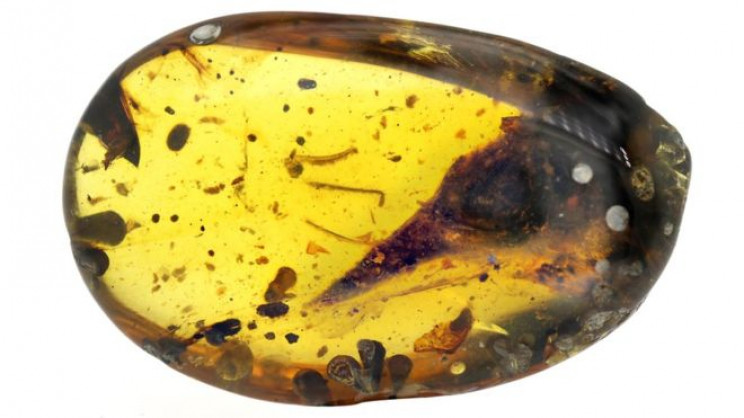 Scientists Discover the World's Smallest Known Dinosaur to Date Trapped in Amber