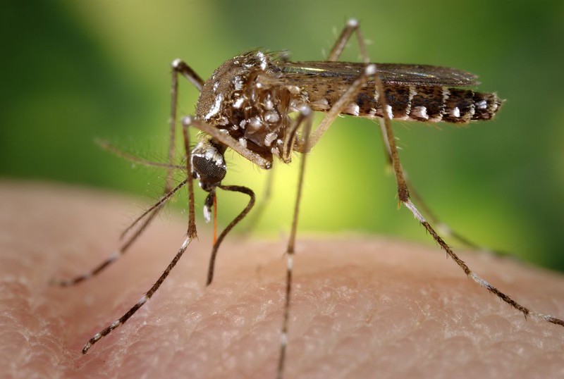 myths about coronavirus mosquito