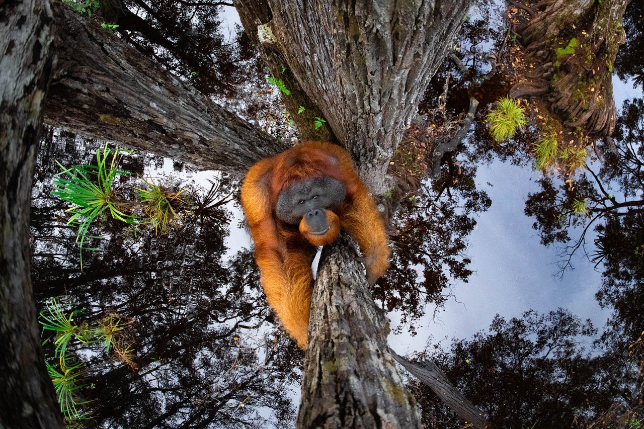 13+ Must-See Photographs From Nature Photographer of the Year 2020 13+ Must-See Photographs From Nature Photographer of the Year 2020