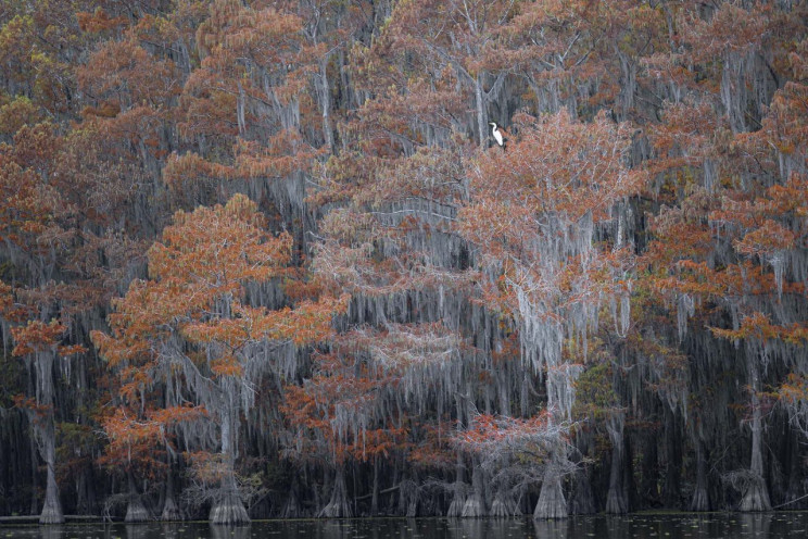 13+ Must-See Photographs From Nature Photographer of the Year 2020 13+ Must-See Photographs From Nature Photographer of the Year 2020