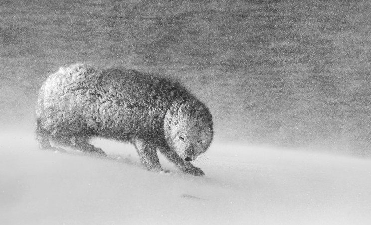 13+ Must-See Photographs From Nature Photographer of the Year 2020 13+ Must-See Photographs From Nature Photographer of the Year 2020