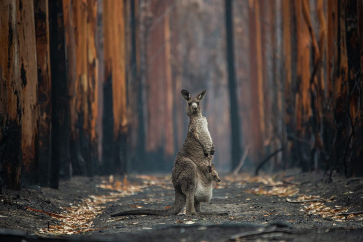 13+ Must-See Photographs From Nature Photographer of the Year 2020 13+ Must-See Photographs From Nature Photographer of the Year 2020