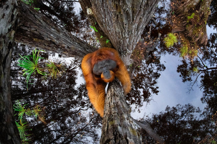 13+ Must-See Photographs From Nature Photographer of the Year 2020 13+ Must-See Photographs From Nature Photographer of the Year 2020