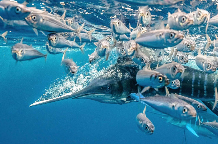 13+ Must-See Photographs From Nature Photographer of the Year 2020 13+ Must-See Photographs From Nature Photographer of the Year 2020