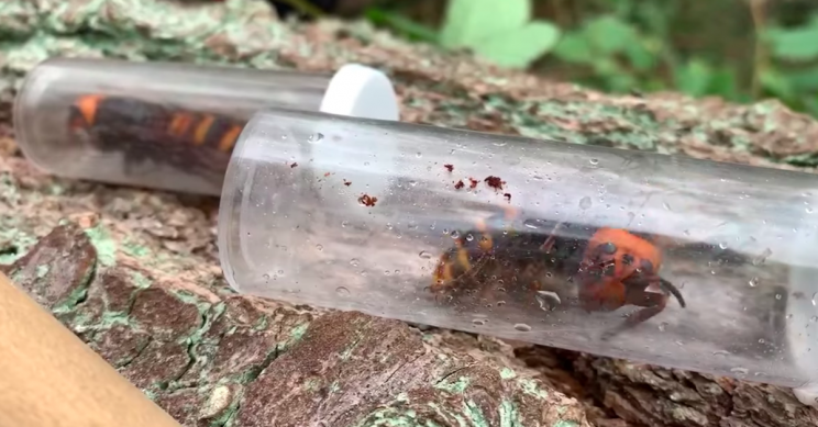 Two Queen ‘Murder Hornets’ Discovered on Washington Property